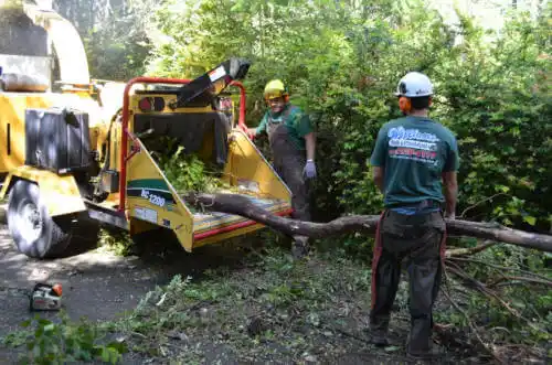 tree services Lake Panorama